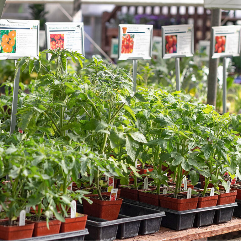 Vegetables Ken's Gardens