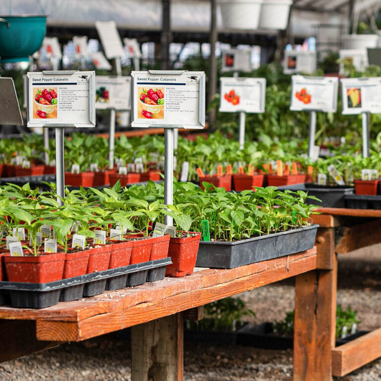 Vegetables Ken's Gardens