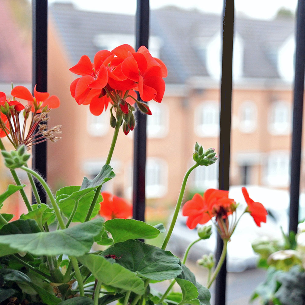 120-04_0000_Geraniums