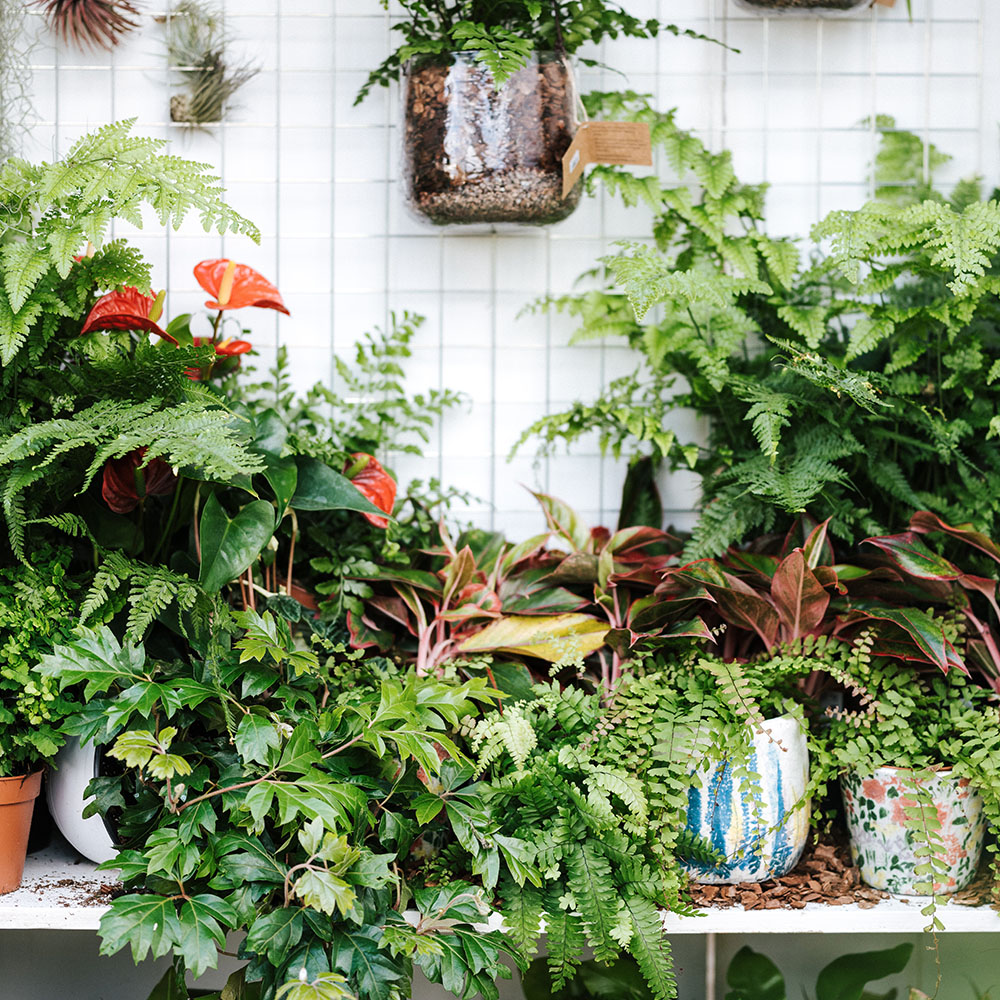 4 Tips for Choosing the Best Containers for Your Houseplants