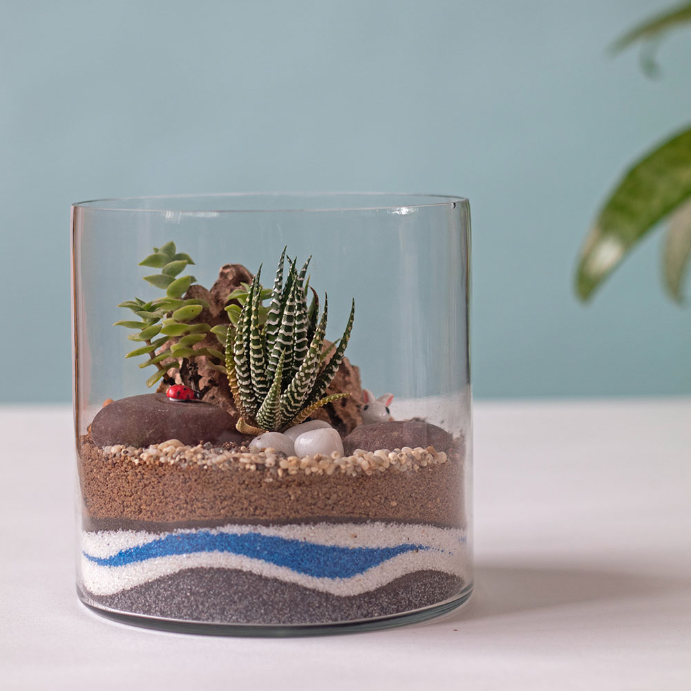 Terrarium Care: How To Care For Terrariums with Succulents, Cacti