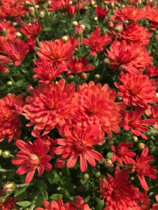 Red flowers