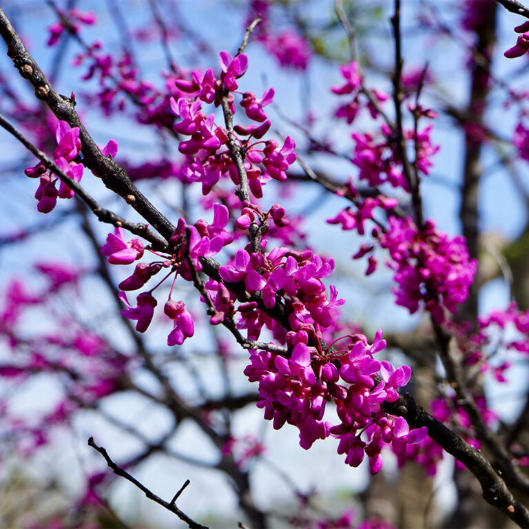 flowering-ken-s-gardens